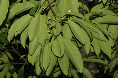 Myristica malabarica